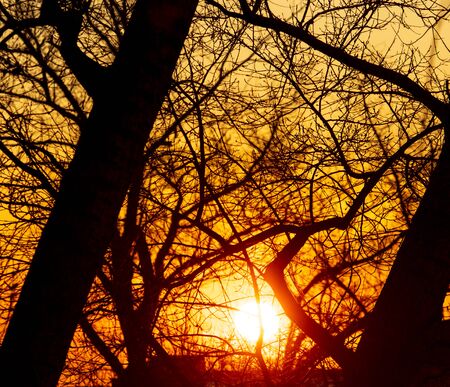 Bare tree branches at dawn of the sun.の写真素材