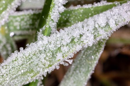 White snowflakes on a green leaf of grass as an abstract background. Macro