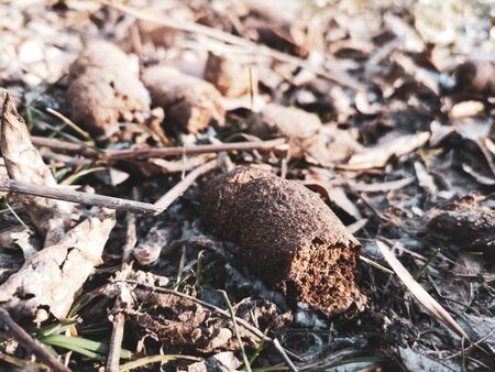 Poop dogs on the ground in the park.の写真素材