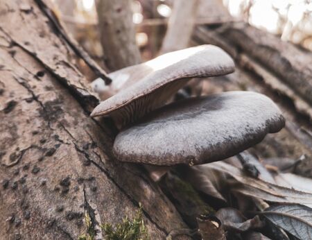 Oyster mushrooms on a tree in the forest in autumn.の写真素材