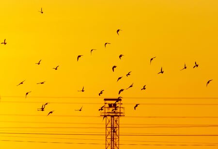 A flock of birds in wires at dawn of the sun.の写真素材