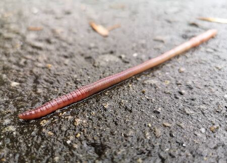 Earthworm on the pavement as a background.の写真素材