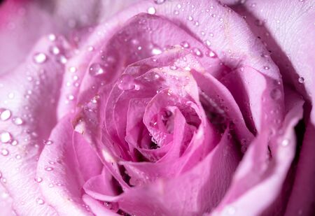 Beautiful rose flower as a background on a greeting card.の写真素材