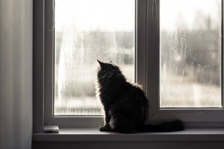 The cat is sitting on the window.