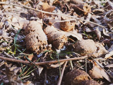 Poop dogs on the ground in the park.の写真素材