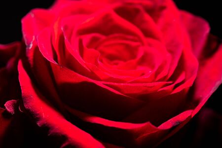 Beautiful flower red rose as a background for a postcard.の写真素材