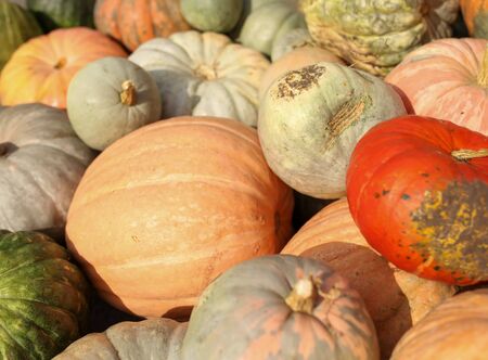 A lot of big pumpkins in the market.