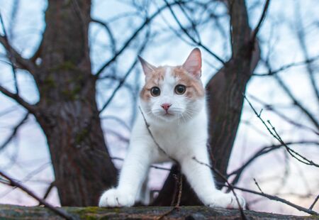 Portrait of a cat on a tree at dawn of the sun.の写真素材