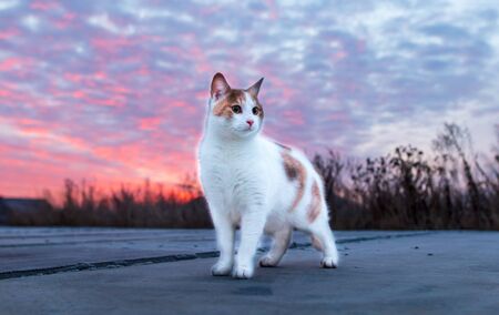 Portrait of a cat at dawn of the sun.の写真素材
