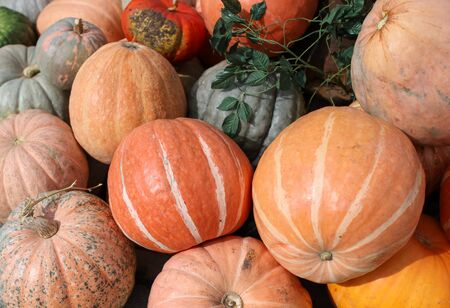 A lot of big pumpkins in the market.