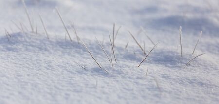 Frozen grass in the snow in winter.の写真素材