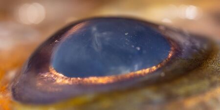 Eye on the head of a fish. Macroの写真素材