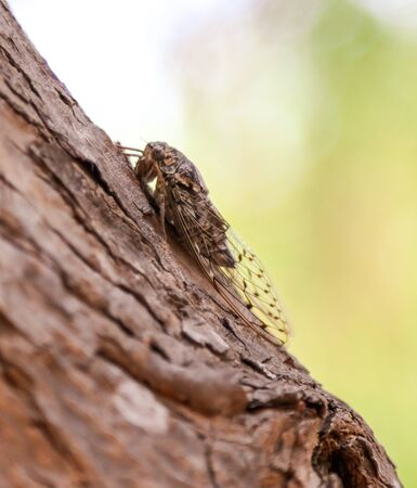 Cicada fly on tree bark.
