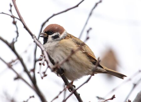 Sparrow on the branches of a tree on a white background.の写真素材