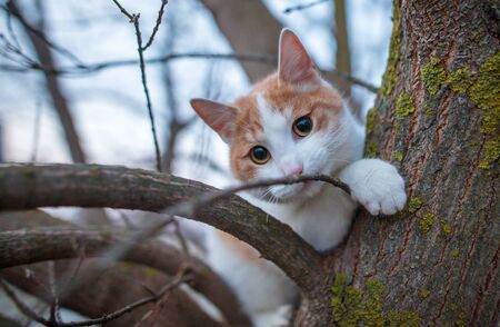 Portrait of a cat on a tree at dawn of the sun.