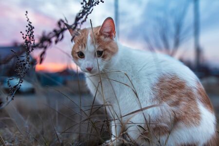 Portrait of a cat on a tree at dawn of the sun.