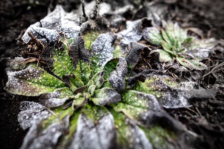 Frozen leaves on the ground in the park as a background.の写真素材