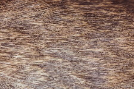 Mouse wool as an abstract background. Macro