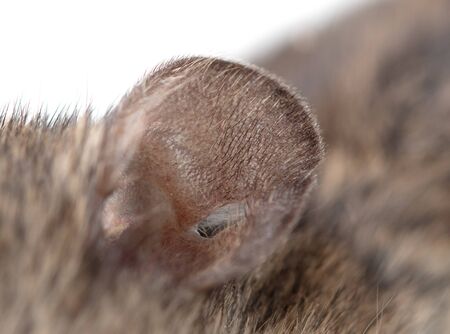Ear of the mouse. Macro