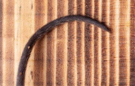 Mouse tail on a wooden background. Macro