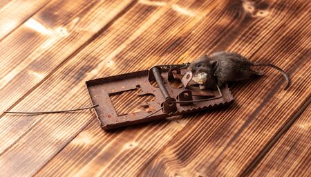 The mouse fell into a mousetrap.の写真素材