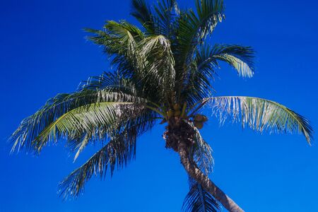 Coconut tree with nuts in the tropics.