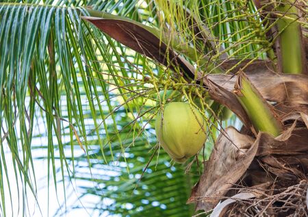 Coconut tree with nuts in the tropics.の写真素材