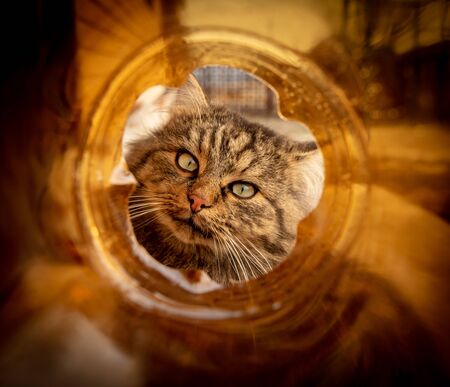 Portrait of a cat in a plastic bottle.の写真素材