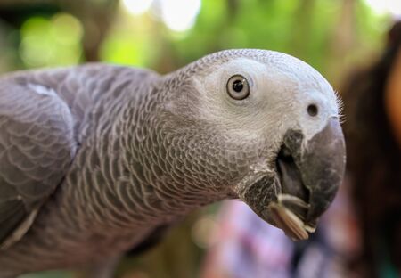 Portrait of a parrot with a seed in its beak.の写真素材