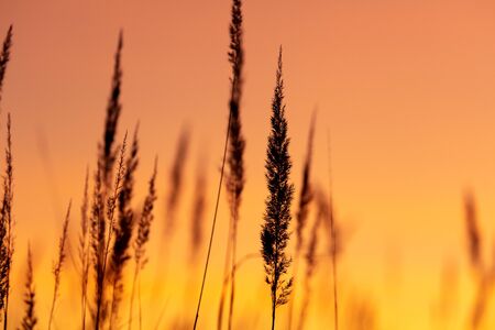 Silhouettes of dry grass on a sunset background.
