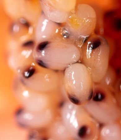 Red caviar in a shrimp as a background. Macroの写真素材