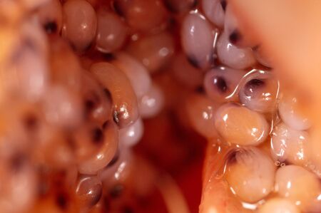 Red caviar in a shrimp as a background. Macro