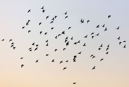 A flock of birds at dawn.の写真素材