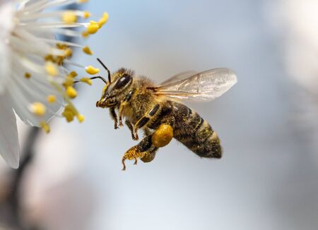A bee collects honey from a flower in nature.の写真素材