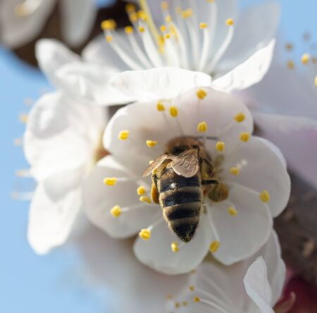 A bee collects honey from a flower in nature.の写真素材