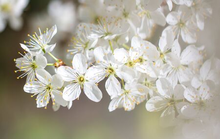 White flowers on a fruit tree on nature in spring.