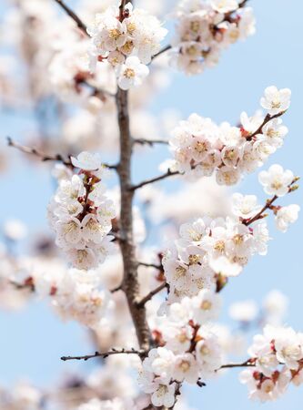 Apricot flowers on a background of blue sky on spring nature.の写真素材