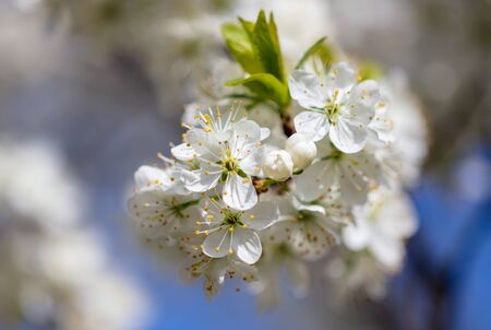 White flowers on a fruit tree on nature in spring.の写真素材