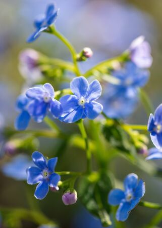 Blue flowers on the nature in the spring.の写真素材