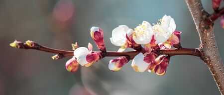 Flowers on apricot in the park in spring.の写真素材