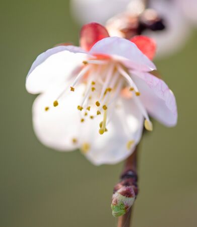 Flowers on apricot in the park in spring.の写真素材