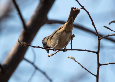 Sparrow on a tree branch against the blue sky.の写真素材