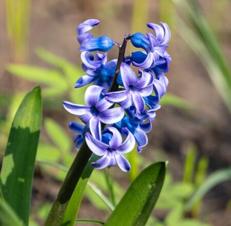 Blue flower in the spring park.の写真素材