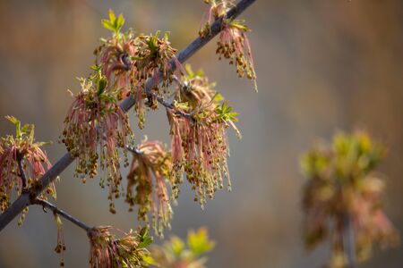 Drop bud on a tree branch in spring.の写真素材