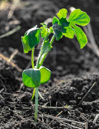 Watermelon seedlings in the ground in spring.の写真素材