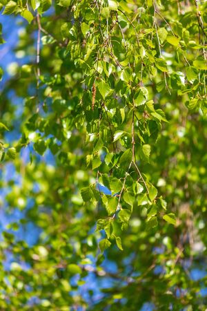 Green birch leaves on a background of blue sky on spring nature.の写真素材