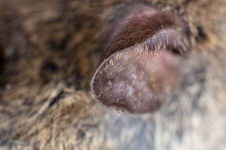 Ear of the mouse. Macroの写真素材