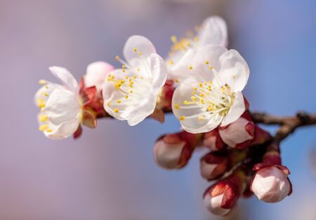 Apricot flowers on a background of blue sky in spring.の写真素材
