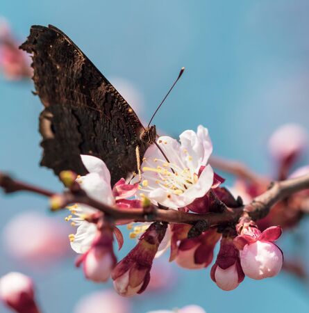 Butterfly on flowers on a tree in spring.の写真素材