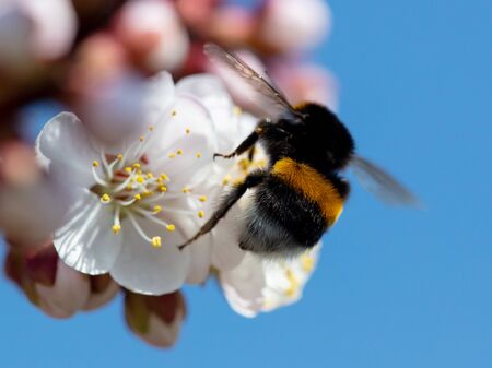 A bee collects honey from a flower in spring.の写真素材